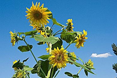 《都要!小孩子才做选择》Steam版发售 优惠价37.8元