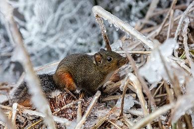 《小小梦魇3》Steam页面上线 明年正式发售