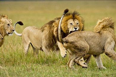 传闻：《战地6》免费大逃杀模式将在本体发售几个月后才上线